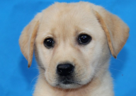 自制拉布拉多狗糧配方（最佳）